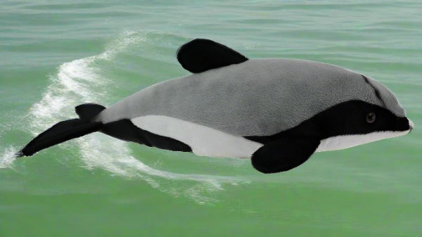 Sound Sea Life - Hector's Dolphin