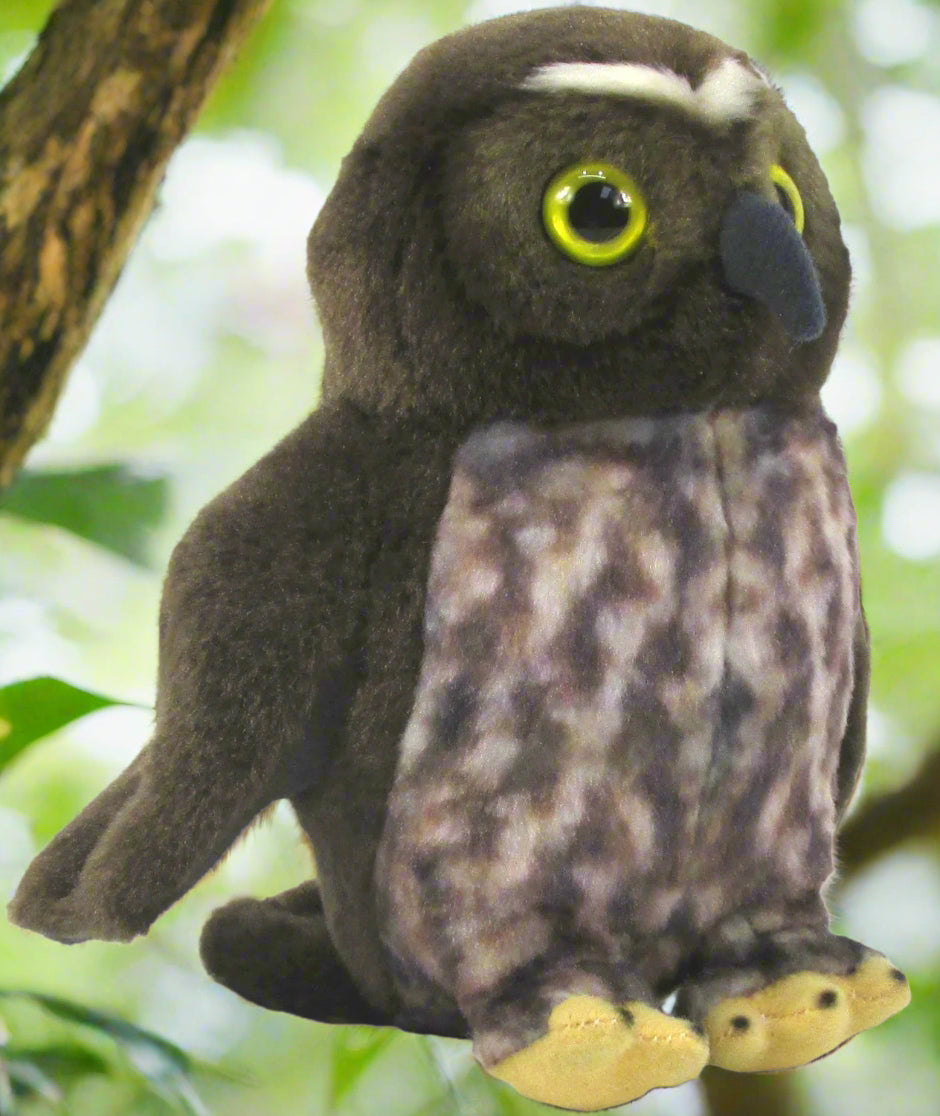 Ruru are a small, dark brown native owl of NZ with a beige and brown mottled front and typically large owl eyes. They are nocturnal, eating a variety of insects and small animals such as rats, mice and smaller birds. Ruru are mainly found in forest areas, anywhere from sea level to high country. Ruru have a variety of calls, but they derive their common name from their iconic call that sounds like "more-pork". They are hard to spot by being nocturnal, but they also have and eerily silent flight.