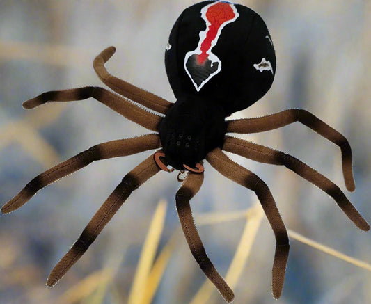 The Katipo spider is an endangered species of spider native to NZ. Translated from Māori to English, it means "night stinger". It is very uncommon to be bitten by this non-aggressive and shy spider. The females grow to around 8mm in the body and leg span of up to 32mm. The males are quite a bit smaller. They live near coastal places and usually spin their webs close to the ground.