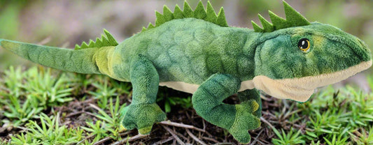 From the Soft Touch Series by Keel Toys this adorable Eco Plush Tuatara is ideal for tiny hands and lots of cuddles. With embroidered eyes it is suitable for 0+
New Zealand Tuataras are the only surviving reptile of an order that flourished 200 million years ago. Tuataras have two rows of upper teeth, which overlap the bottom single row, they are able to hear bit have no external ear and have a third (parietal) eye at birth which scales gradually grow over.